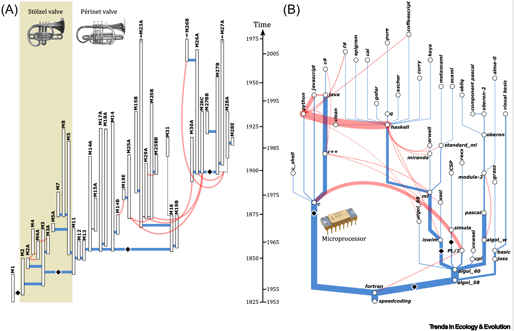 Phylogenies of cornets and programming languages